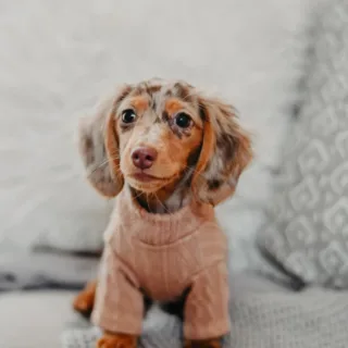 Miniature Dachshund Puppies for Sale in Georgia Near Me