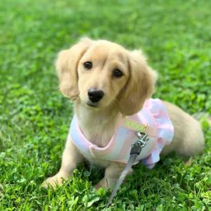 English Cream Dachshund for Sale Near Me in Georgia