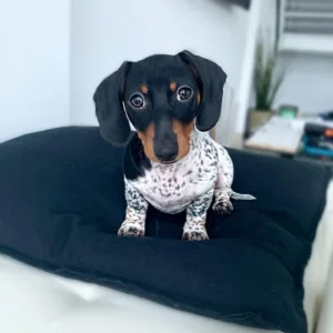 Purebred Miniature Dachshund for Sale Georgia