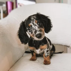 Buy Dapple Dachshund Puppies in Georgia