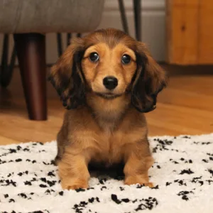 Long Haired Dachshund Puppies for Sale in Georgia Near Me