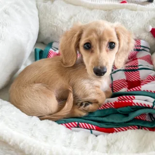 English Cream Dachshund Puppies for Sale in Georgia Near Me