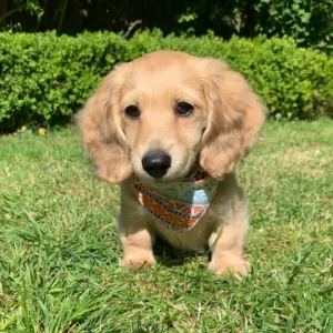 Purebred Long Haired Dachshund for Sale in Georgia