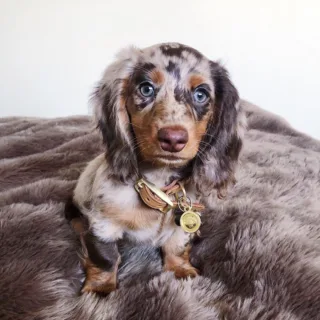 Best Dapple Dachshund Breeders in Georgia