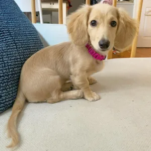 Healthy Long Haired Dachshund Puppies for Sale in Georgia